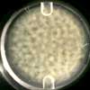 Colloid